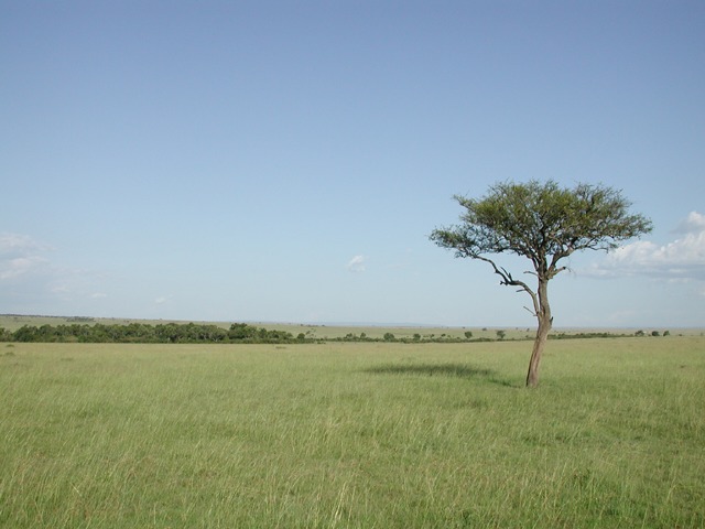 Masai Mara N. R., Kenya