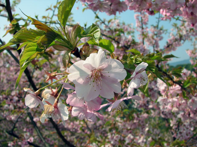 Matsudayama Herb Garden