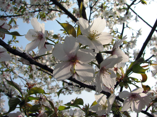 Matsudayama Herb Garden