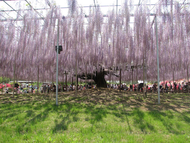 Ashikaga flower park