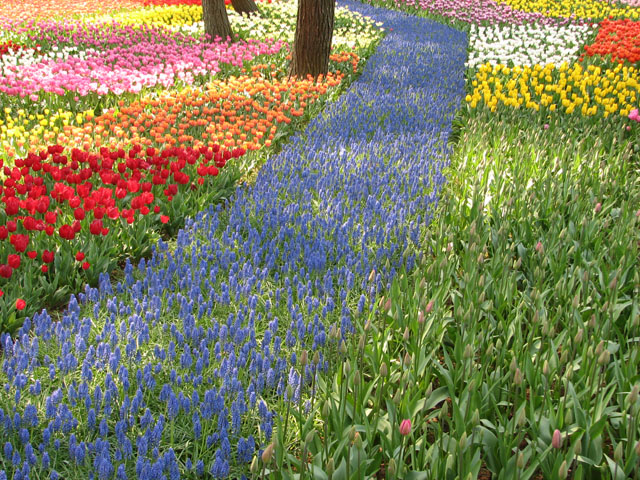 Hitachi Seaside Park