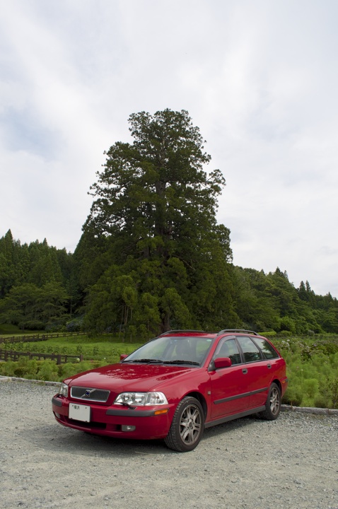 Big Japanese cedar of Suigisawa