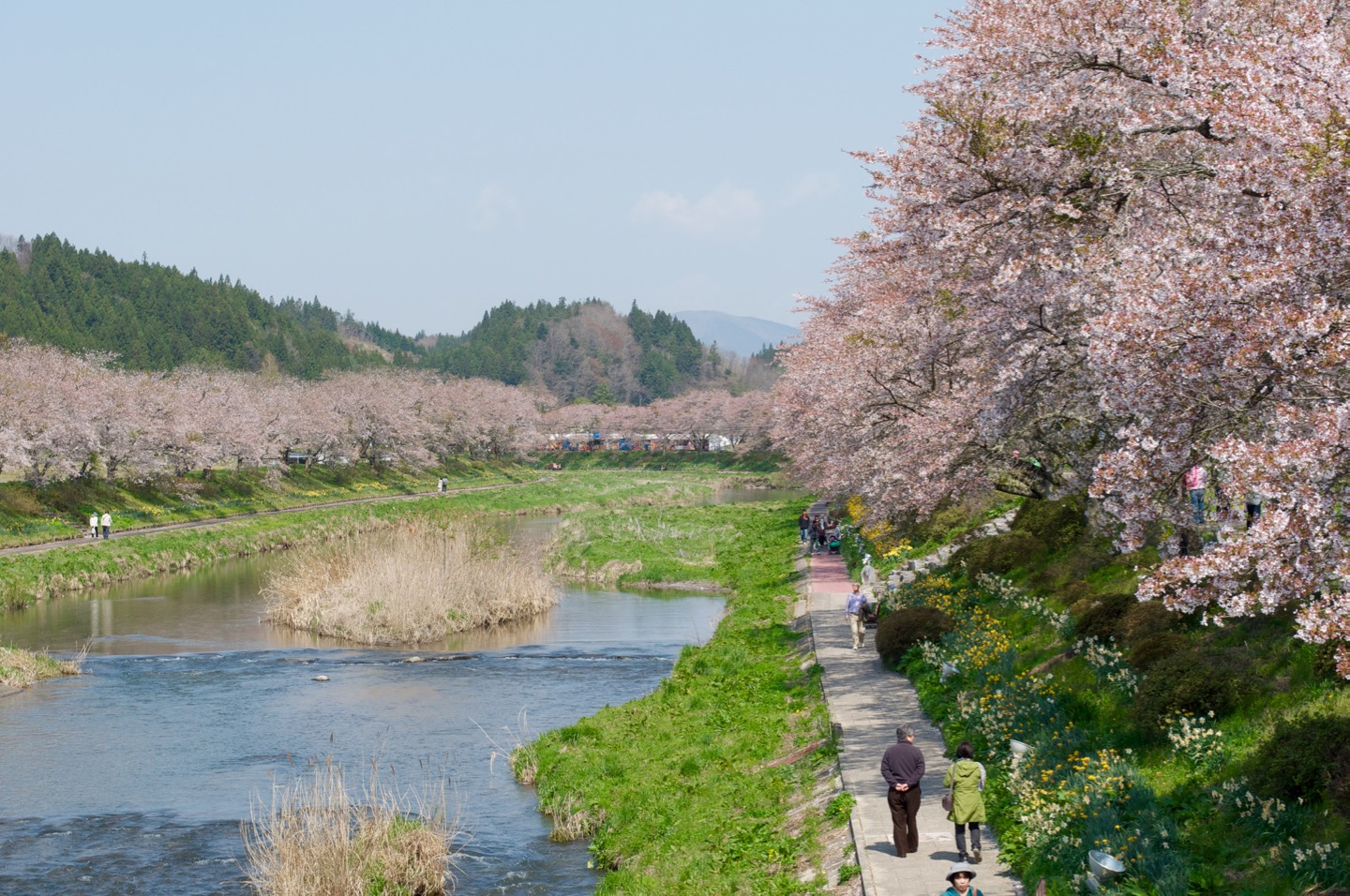 Natsui Sembon Sakura