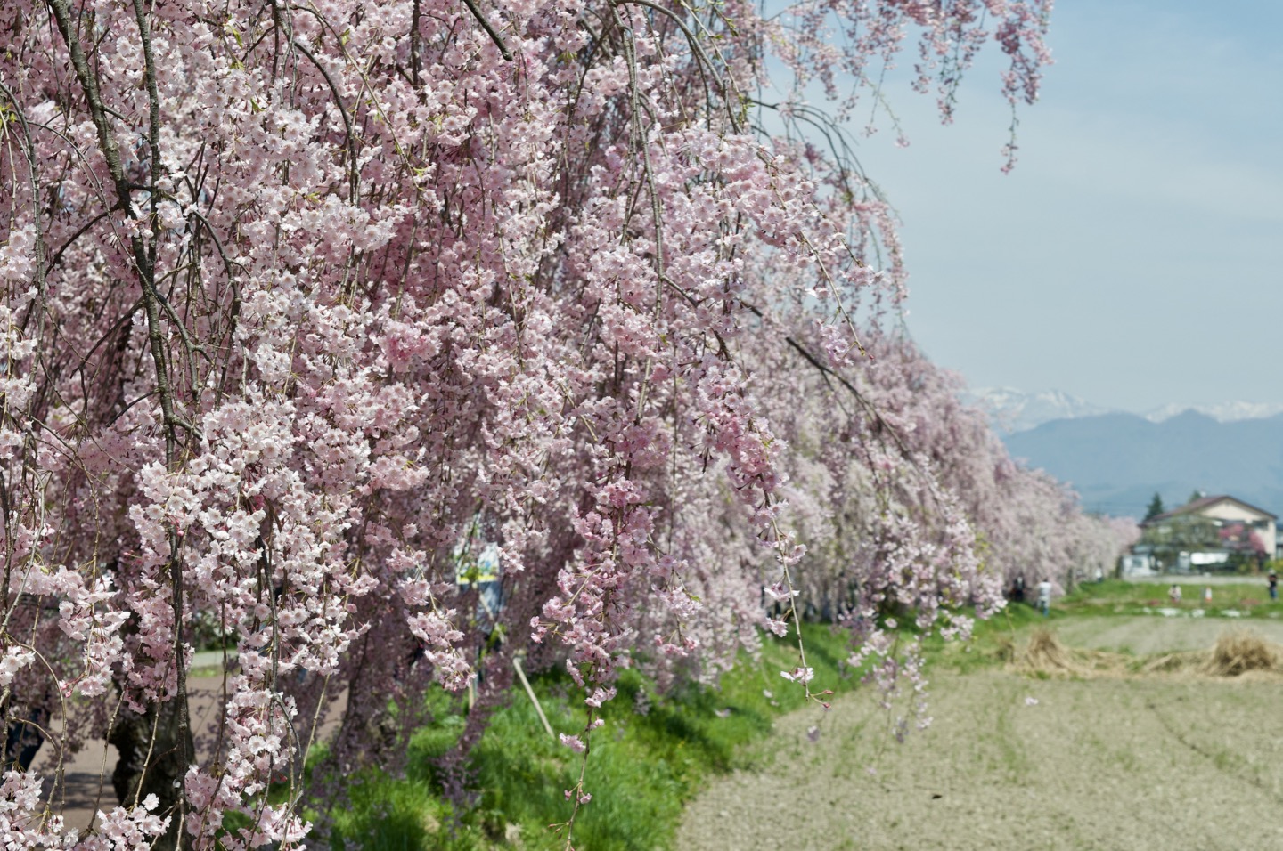 Nicchu-line Memorial Bicycle & Pedestrian Road